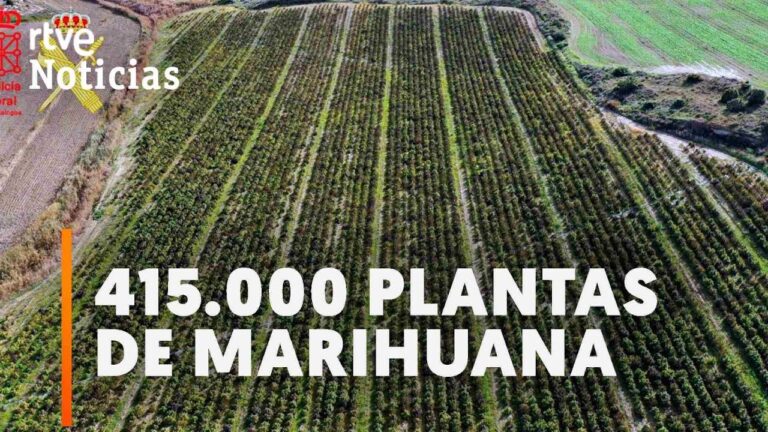 ¡Increíble! Descubren al hombre con plantas de marihuana